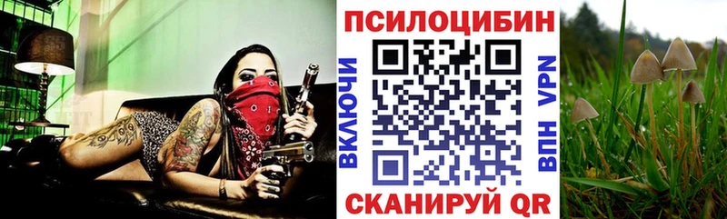 Галлюциногенные грибы Psilocybe  Купить  Киржач 
